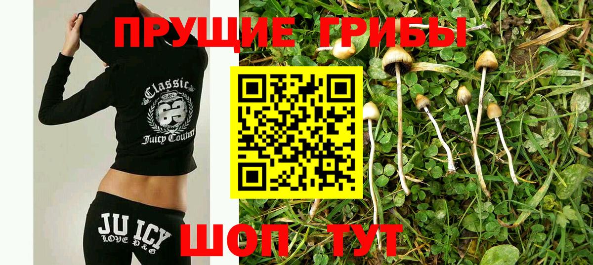 Псилоцибиновые грибы Psilocybe Новороссийск